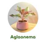 aglaonema